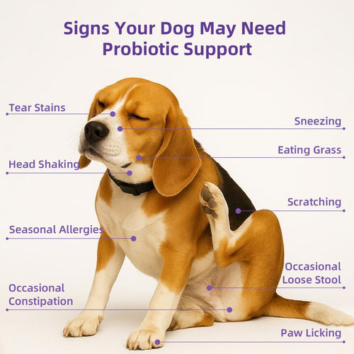 Multivitamin Soft Chews for Dogs