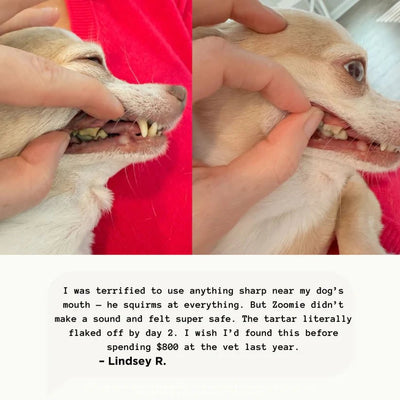 Ultradental Cleaning Kit - PAWFY