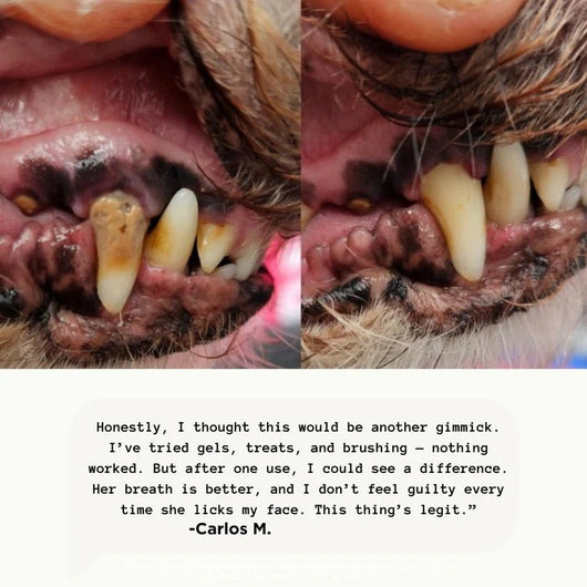 Ultradental Cleaning Kit - PAWFY